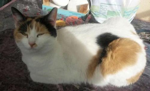 &Chi;ά&theta;&eta;&kappa;&epsilon; &gamma;ά&tau;&alpha; &sigma;&tau;&omicron; &Mu;&omicron;&sigma;&chi;ά&tau;&omicron;