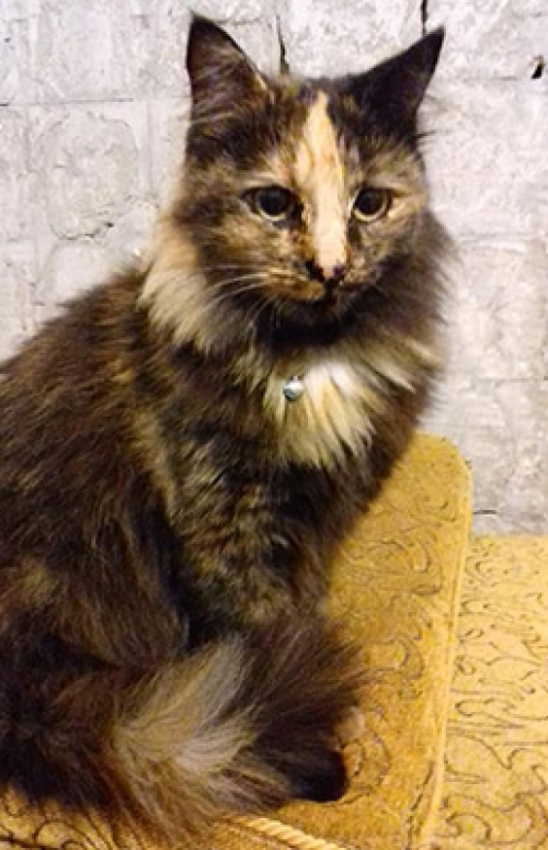 Βρέθηκε γάτα, Κ. Πεύκη