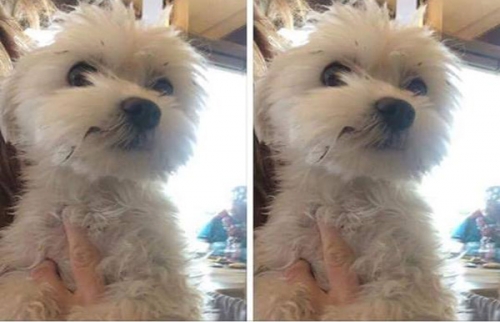 &Chi;ά&theta;&eta;&kappa;&epsilon; ά&sigma;&pi;&rho;&omicron; &Mu;&alpha;&lambda;&tau;έ&zeta;, &Nu;. &Phi;&iota;&lambda;&alpha;&delta;έ&lambda;&phi;&epsilon;&iota;&alpha;