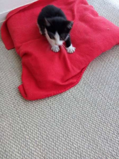 &Chi;&alpha;&rho;ί&zeta;&epsilon;&tau;&alpha;&iota; &alpha;&sigma;&pi;&rho;ό&mu;&alpha;&upsilon;&rho;&omicron; &gamma;&alpha;&tau;ά&kappa;&iota;