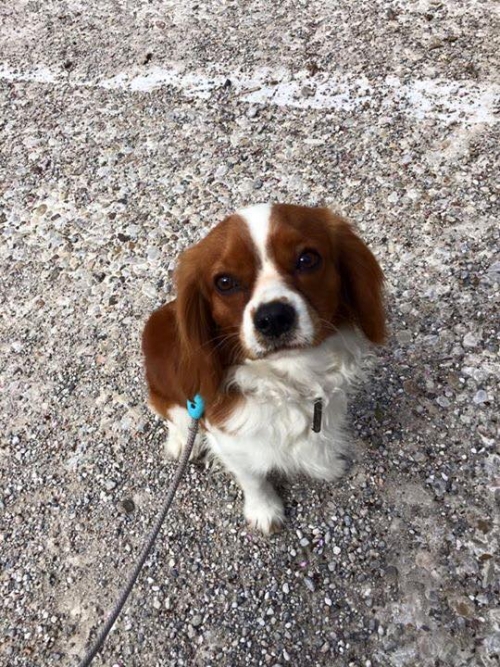 Χάθηκε αρσενικό σκυλάκι, Μύκονος