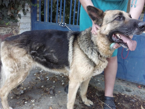 Βρέθηκε θηλυκός Γερμανικός Ποιμενικός, Μαραθώνας