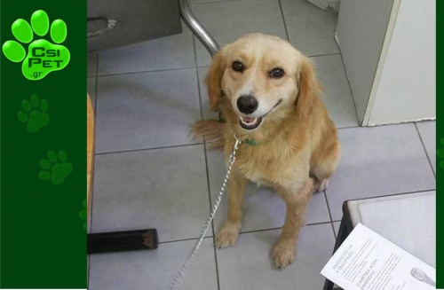 &Chi;ά&theta;&eta;&kappa;&epsilon; &Sigma;&kappa;ύ&lambda;&omicron;&sigmaf; &alpha;&rho;&sigma;&epsilon;&nu;&iota;&kappa;ό, Ά&lambda;&iota;&mu;&omicron;&sigmaf;