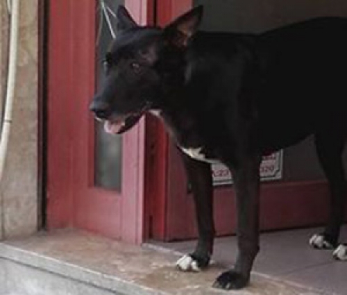 &Chi;ά&theta;&eta;&kappa;&epsilon; &mu;&alpha;ύ&rho;&omicron;&sigmaf; &sigma;&kappa;ύ&lambda;&omicron;&sigmaf;, &Alpha;. &Tau;&omicron;ύ&mu;&pi;&alpha;