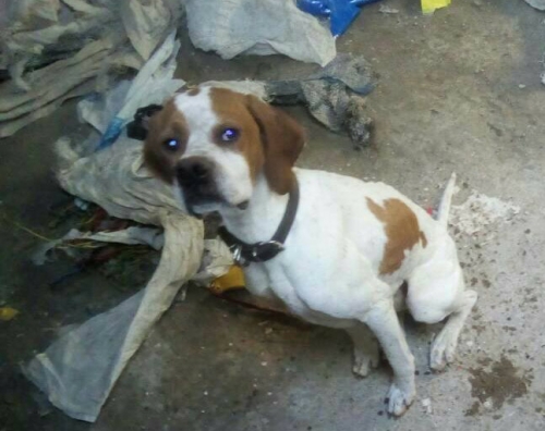 Κλάπηκε Πόιντερ, Καλλιθέα Κορινθίας