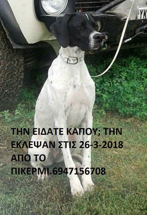 Κλάπηκε ασπρόμαυρος σκύλος, Πικέρμι