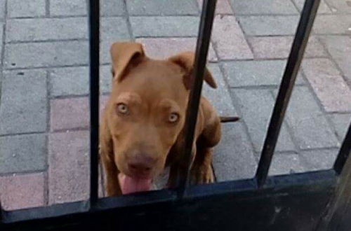 &Chi;ά&theta;&eta;&kappa;&epsilon; &kappa;&alpha;&phi;έ &Pi;ί&tau;&mu;&pi;&omicron;&upsilon;&lambda;, &Kappa;ό&rho;&iota;&nu;&theta;&omicron;&sigmaf;