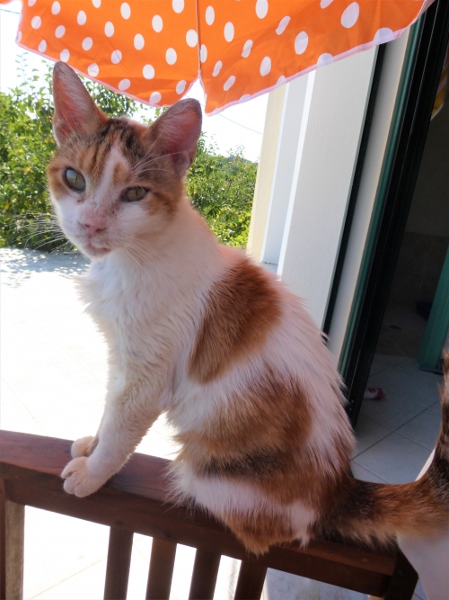 Βρέθηκε Ενήλικη Θηλυκιά Γάτα