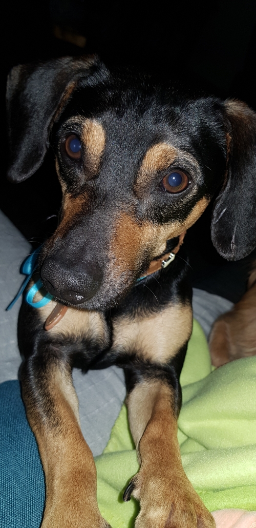 Sos ΧΑΘΗΚΕ ΣΚΥΛΟΣ ΣΤΟ ΚΟΛΩΝΑΚΙ