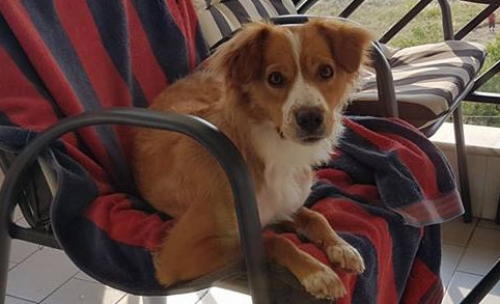 Βρέθηκε θηλυκός σκύλος, Φίλυρο Θεσ/νίκης