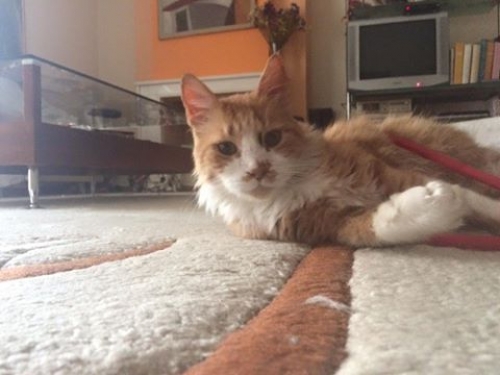 &Chi;ά&theta;&eta;&kappa;&epsilon; &pi;&omicron;&rho;&tau;&omicron;&kappa;&alpha;&lambda;ί &Gamma;ά&tau;&omicron;&sigmaf;, &Nu;. &Kappa;&eta;&phi;&iota;&sigma;&iota;ά