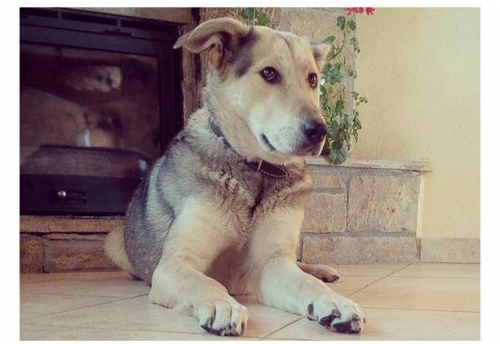 &Chi;ά&theta;&eta;&kappa;&epsilon; &Sigma;&kappa;ύ&lambda;&omicron;&sigmaf;, &theta;&eta;&lambda;&upsilon;&kappa;ό &mu;&epsilon; &kappa;ό&kappa;&kappa;&iota;&nu;&omicron; &kappa;&omicron;&lambda;ά&rho;&omicron;, &Chi;&alpha;&lambda;&kappa;&iota;&delta;&iota;&kappa;ή