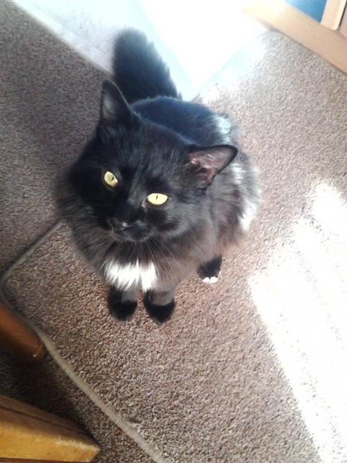 &Chi;ά&theta;&eta;&kappa;&epsilon; &mu;&alpha;ύ&rho;&omicron;&sigmaf; &gamma;ά&tau;&omicron;&sigmaf;, &Alpha;&chi;&alpha;&rho;&nu;έ&sigmaf;