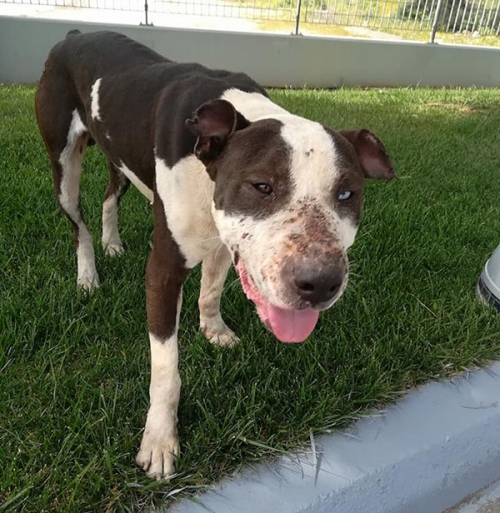 Βρέθηκε άσπρος καφέ σκύλος, Μαγούλα