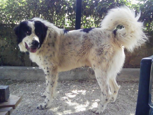 Χάθηκε σκύλος Ελληνικός Ποιμενικός, Κορωπί