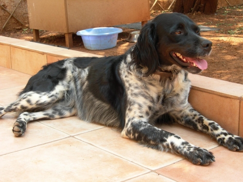 Χάθηκε Επανιέλ Μπρετόν, Τζιτζιφιές