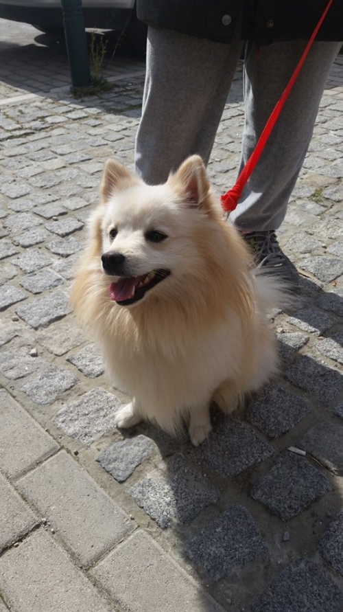 Βρέθηκε μπεζ Σπιτς, Μεταμόρφωση