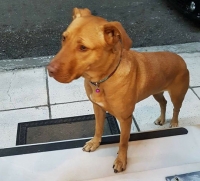 Βρέθηκε μπεζ σκύλος, Ανθούπολη