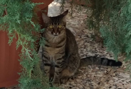 &Chi;ά&theta;&eta;&kappa;&epsilon; &gamma;ά&tau;&alpha;, &Beta;ό&lambda;&omicron;&sigmaf;