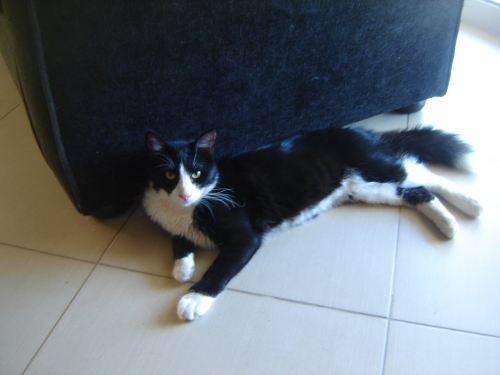 ΧΑΘΗΚΕ ΓΑΤΟΣ