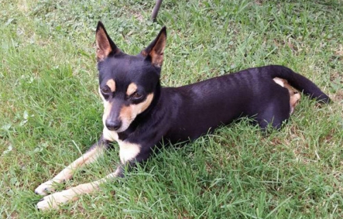 Χάθηκε Πίνσερ, Καρδίτσα