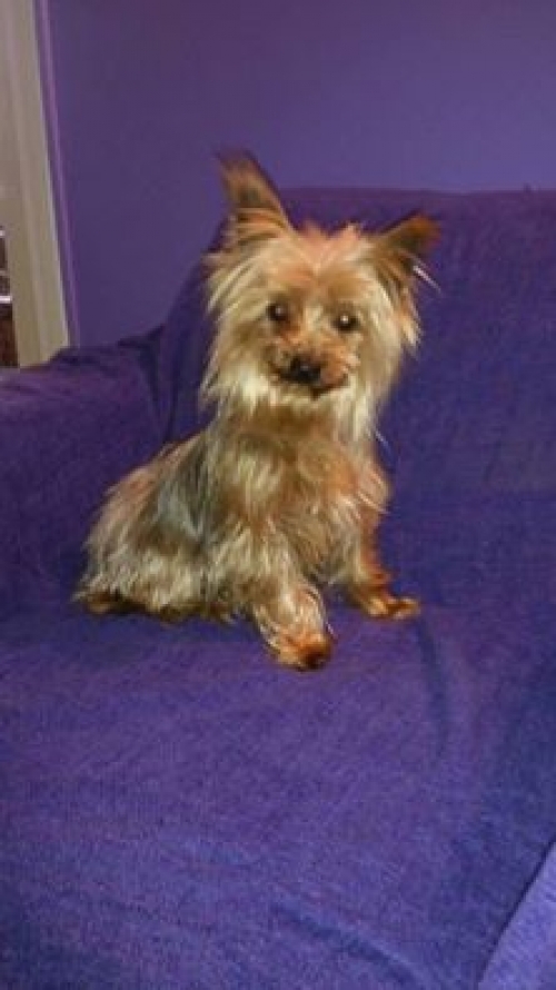 &Beta;&rho;έ&theta;&eta;&kappa;&epsilon; &mu;&pi;&epsilon;&zeta; &gamma;&kappa;&rho;ί &Gamma;&iota;&omicron;&rho;&kappa;&sigma;ά&iota;&rho;