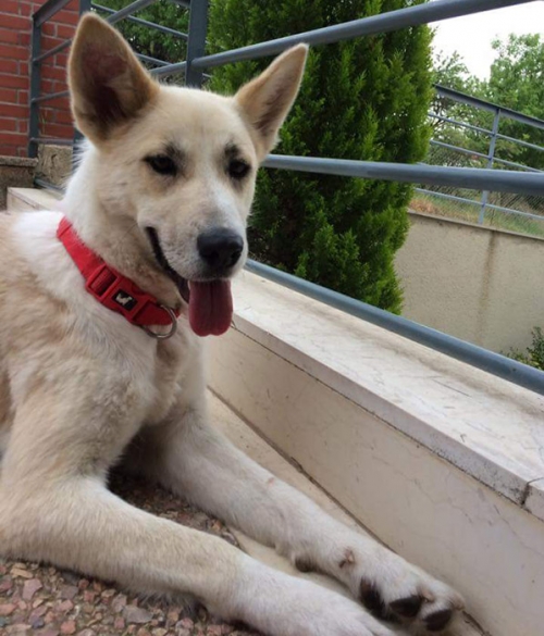 Χάθηκε άσπρος - μπεζ θηλυκός σκύλος, Θεσ/νίκη