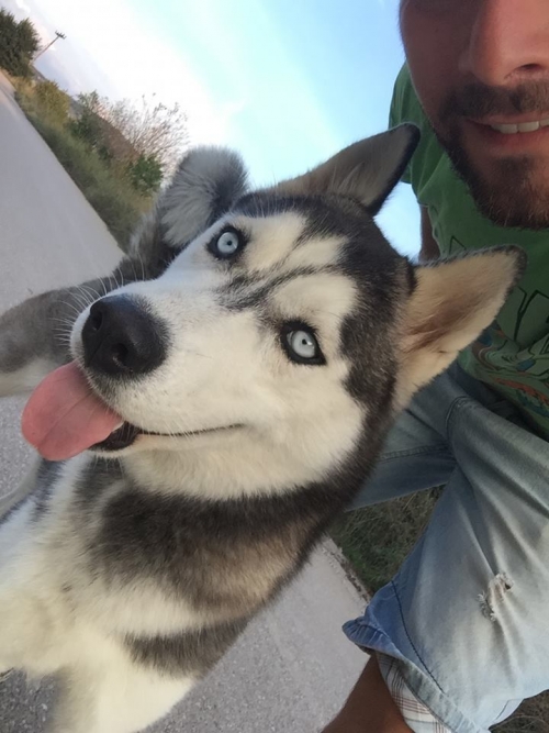 Χάθηκε θηλυκό Χάσκι, Θεσ/νίκη