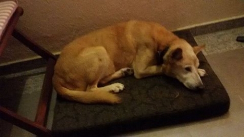 &Chi;ά&theta;&eta;&kappa;&epsilon; &mu;&pi;&epsilon;&zeta; &sigma;&kappa;&upsilon;&lambda;ά&kappa;&iota;, &Sigma;&alpha;&lambda;&alpha;&mu;ί&nu;&alpha;