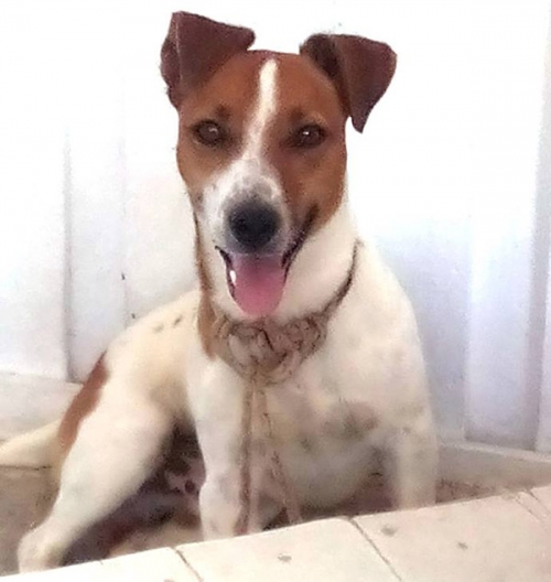 &Chi;ά&theta;&eta;&kappa;&epsilon; &Tau;&zeta;&alpha;&kappa; &Rho;ά&sigma;&epsilon;&lambda;, &Kappa;&alpha;&beta;ά&lambda;&alpha;