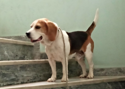 Χάθηκε αρσενικό Μπίγκλ, Κορυδαλλός