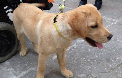 &Chi;ά&theta;&eta;&kappa;&epsilon; &mu;&pi;&epsilon;&zeta; &kappa;&alpha;&phi;έ &sigma;&kappa;&upsilon;&lambda;ά&kappa;&iota;, &Kappa;&upsilon;&psi;έ&lambda;&eta;