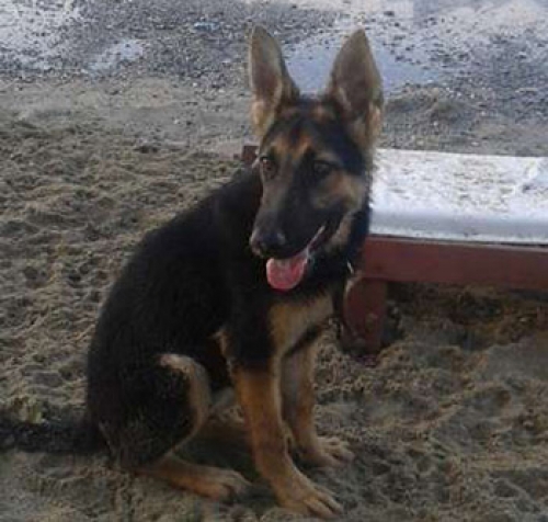 &Chi;ά&theta;&eta;&kappa;&epsilon; &lambda;&upsilon;&kappa;ό&sigma;&kappa;&upsilon;&lambda;&omicron; &sigma;&tau;&omicron; &Eta;&rho;ά&kappa;&lambda;&epsilon;&iota;&omicron;