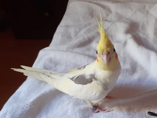 Χάθηκε παπαγάλος Κοκατίλ, Κομοτηνή