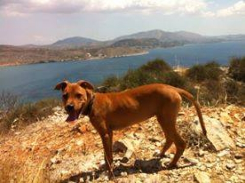 &Chi;ά&theta;&eta;&kappa;&epsilon; &Sigma;&kappa;ύ&lambda;&omicron;&sigmaf; &eta;&mu;ί&alpha;&iota;&mu;&omicron; &Pi;&iota;&tau;&mu;&pi;&omicron;&upsilon;&lambda;, &Beta;ά&rho;&kappa;&iota;&zeta;&alpha;