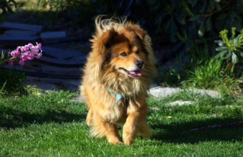 Χάθηκε καφέ σκύλος, Ηράκλειο