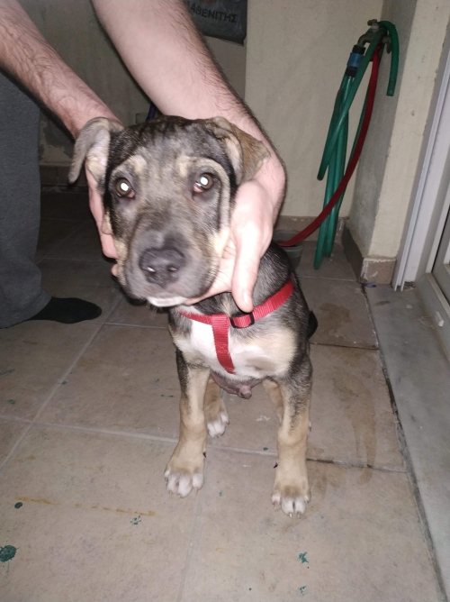 Βρέθηκε κουτάβι με κόκκινο λουρί σαμαράκι στο πάρκο εθνών-Θεσσαλονίκη στις 29/05