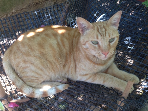 Χάθηκε Γάτος μπεζ τιγρέ, Χαλάνδρι