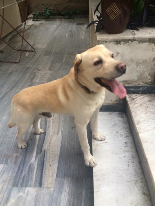 Βρέθηκε ξανθωπό αρσενικό σκυλί