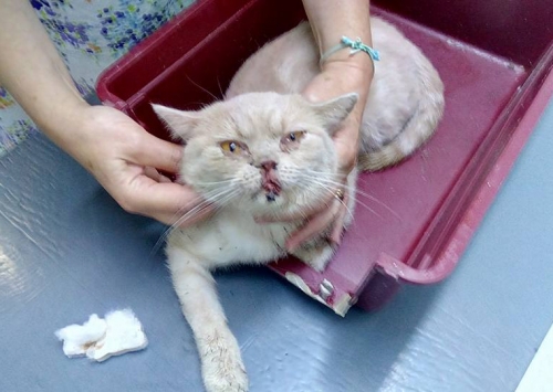 Βρέθηκε γάτος, Καισαριανή