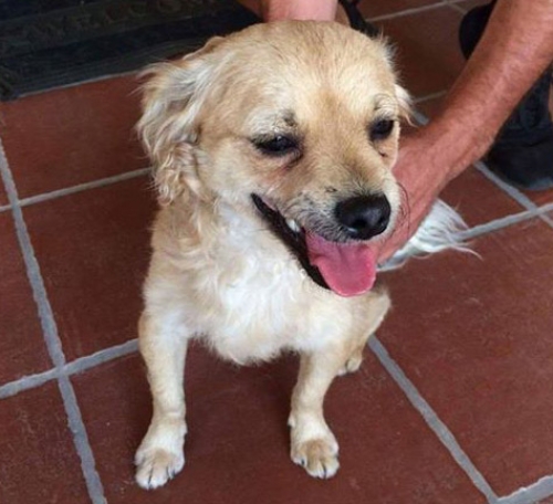 &Chi;ά&theta;&eta;&kappa;&epsilon; &sigma;&kappa;&upsilon;&lambda;ά&kappa;&iota;, &Kappa;&alpha;&lambda;ύ&beta;&iota;&alpha;