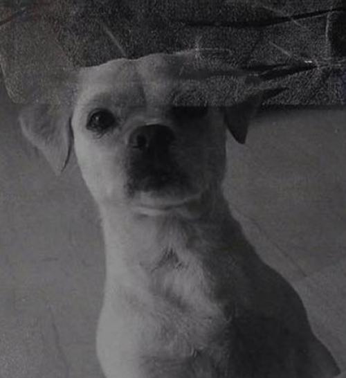 &Chi;ά&theta;&eta;&kappa;&epsilon; &Tau;&sigma;&iota;&omicron;&upsilon;ά&omicron;&upsilon;&alpha;, &Nu;. &Sigma;&mu;ύ&rho;&nu;&eta;