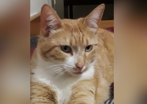 Χάθηκε καφέ γάτα, Ίλιον