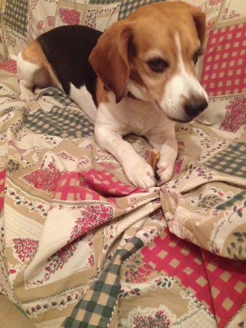 Χάθηκε αρσενικό Μπίγκλ