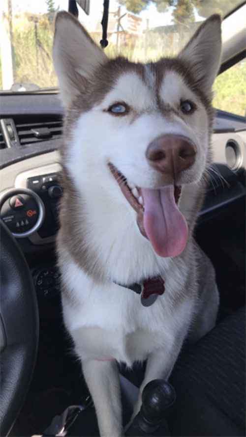 Κλάπηκε Χάσκι, Θεσ/νίκη