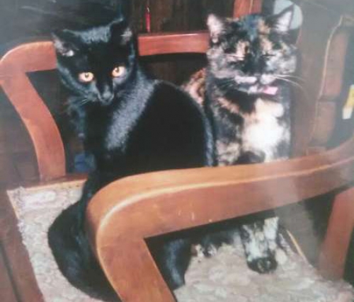 Χάθηκαν 2 γάτες, Μοσχάτο