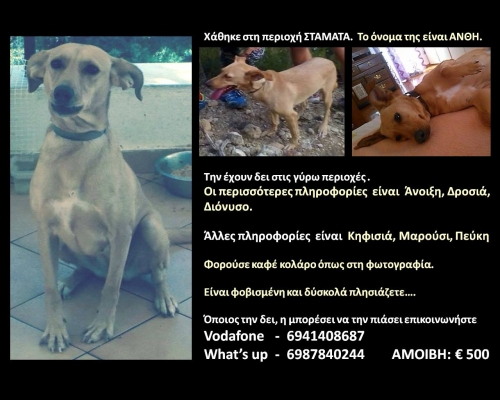 &Chi;ά&theta;&eta;&kappa;&epsilon; &mu;&pi;&epsilon;&zeta; &kappa;&alpha;&nu;&epsilon;&lambda;ί &sigma;&kappa;&upsilon;&lambda;ά&kappa;&iota;, &Sigma;&tau;&alpha;&mu;ά&tau;&alpha;