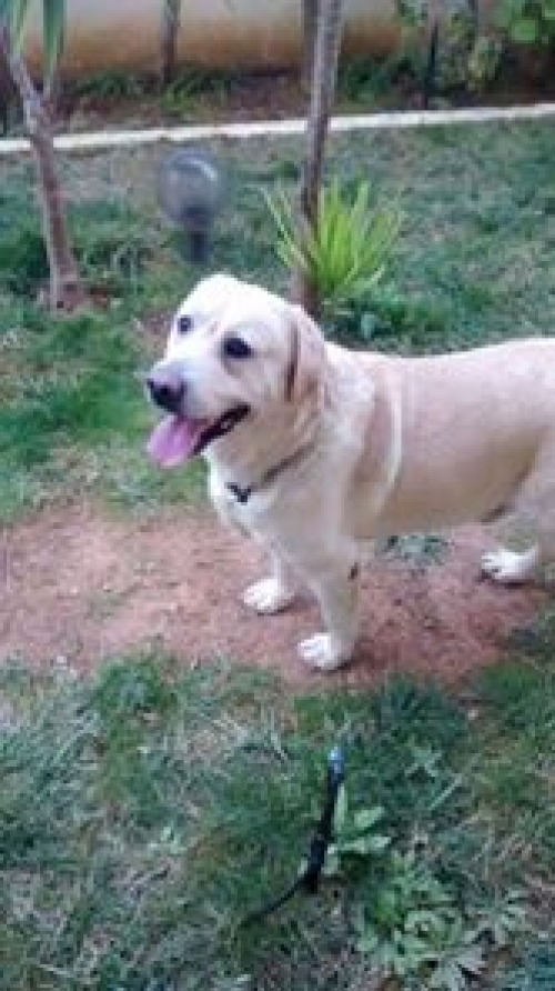 &Beta;&rho;έ&theta;&eta;&kappa;&epsilon; &lambda;&epsilon;&upsilon;&kappa;ό &Lambda;ά&mu;&pi;&rho;&alpha;&nu;&tau;&omicron;&rho;