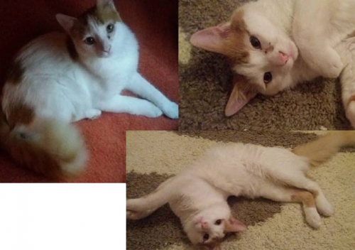 &Chi;ά&theta;&eta;&kappa;&epsilon; ά&sigma;&pi;&rho;&omicron;&sigmaf;-&kappa;&alpha;&phi;έ &gamma;ά&tau;&omicron;&sigmaf;, &Alpha;&theta;ή&nu;&alpha;