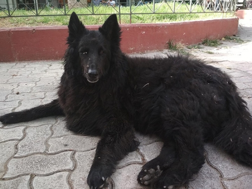 Χάθηκε Βέλγικο Λυκόσκυλο, Πατήσια